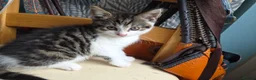 Mixed Breed cats for sale: 2 bundles of fun and furryness in Andover - Advert 6