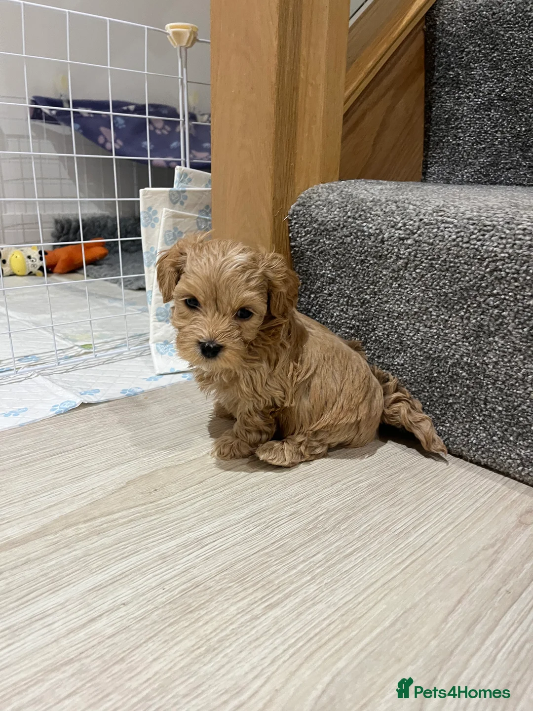Maltipoo dogs for sale: Gorgeous Maltipoo Pups looking for their new home  - Advert 8