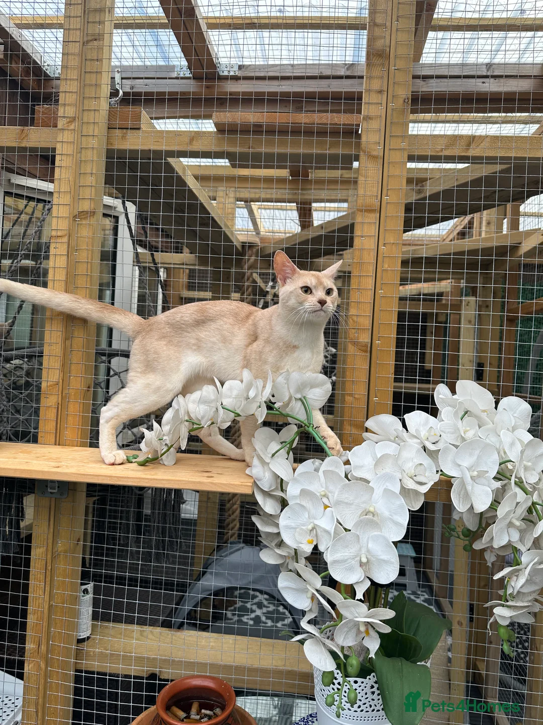 Abyssinian cats for stud: Champion lines Aby Red-Silver boy for stud in Romford - Advert 6