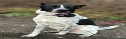 Mixed Breed dogs for adoption: 💙🐶 LEVKO – THE DOG WHO HAS ALL HOME PET HABITS in Burton-on-Trent - Advert 7