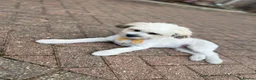 Bichon Frise dogs for sale: Male Bichone - Advert 8