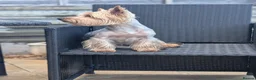 Yorkshire Terrier dogs for sale: Litter of 6 pedigree Yorkshire terriers - Advert 7