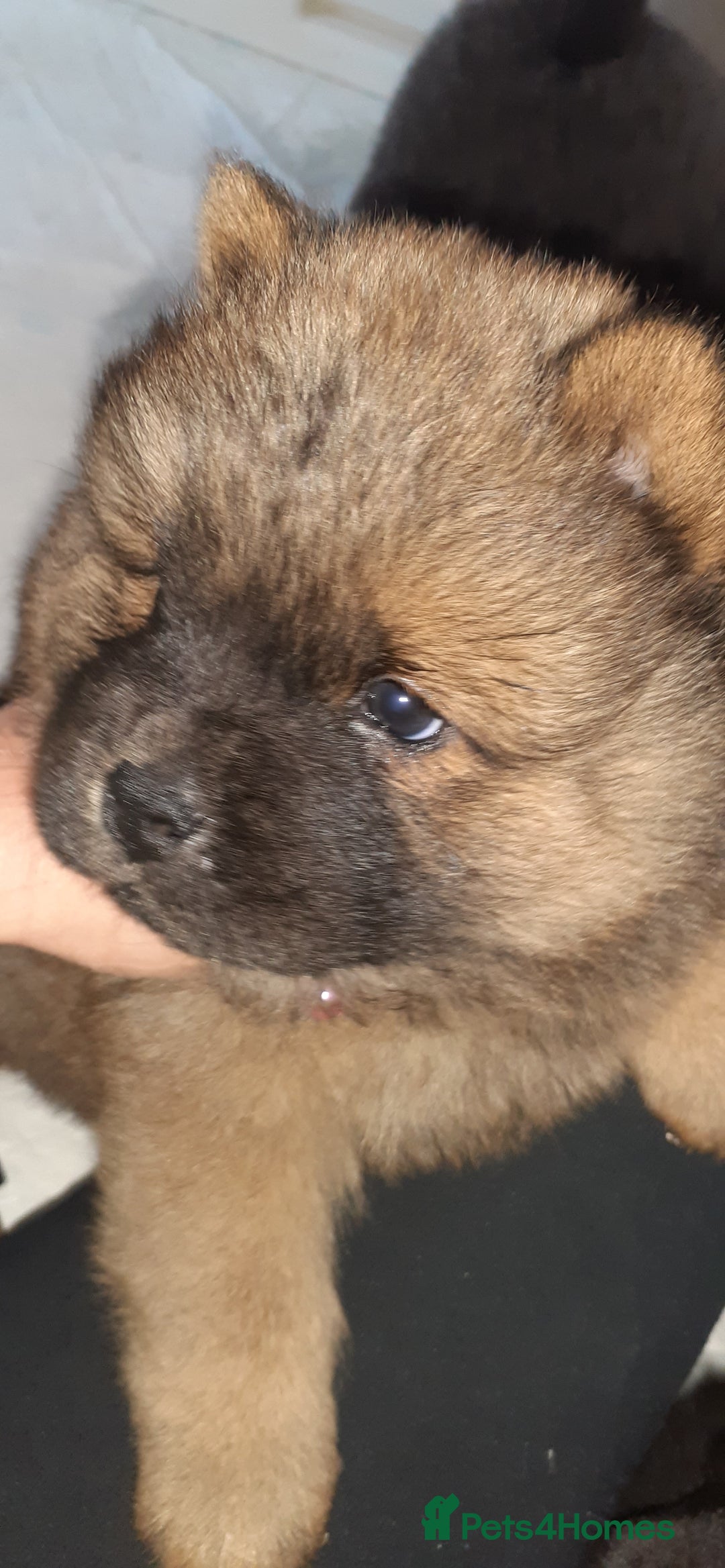 Chow Chow dogs for sale:  KC registered Chow Chow puppies for sale.🤗 - Image 31