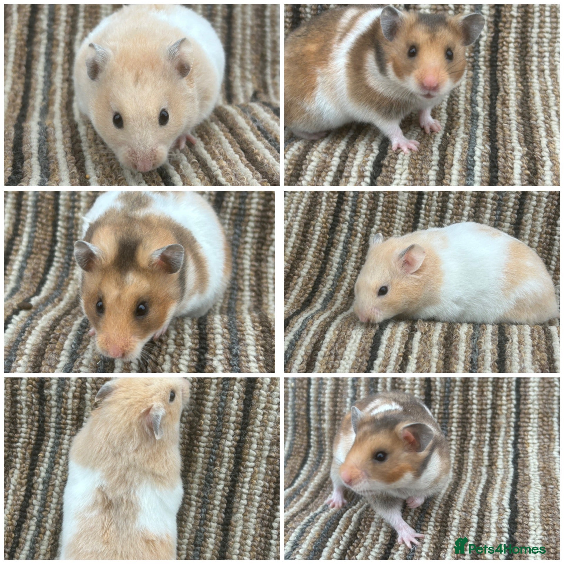 Hamster rodents Stunning Baby Syrian Hamsters - Advert 1
