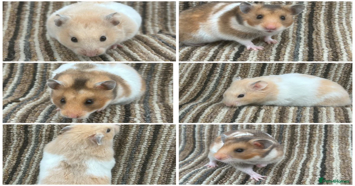 Hamster Rodents for sale in Sheffield, South Yorkshire | Pets4Homes