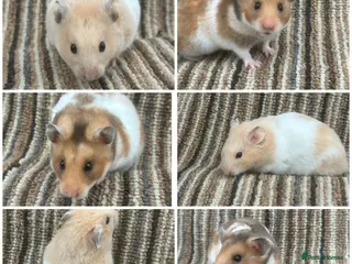 Hamster rodents Stunning Baby Syrian Hamsters - Advert 1