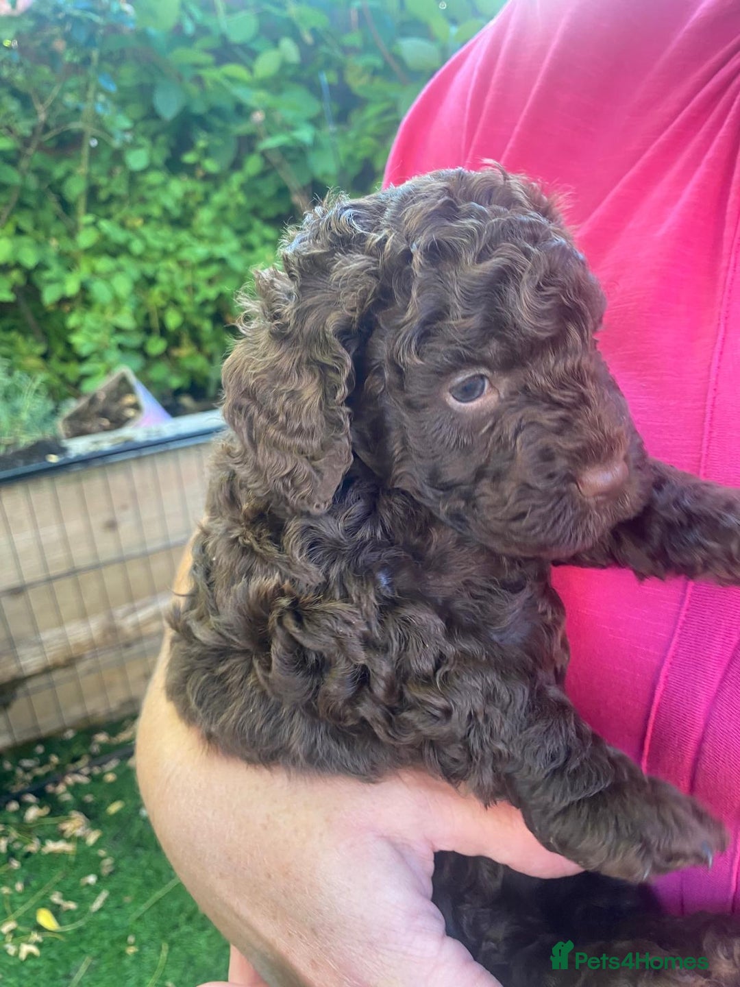 Cockapoo dogs for sale: Six beautiful chocolate F1b cockerpoo babies! - Image 11