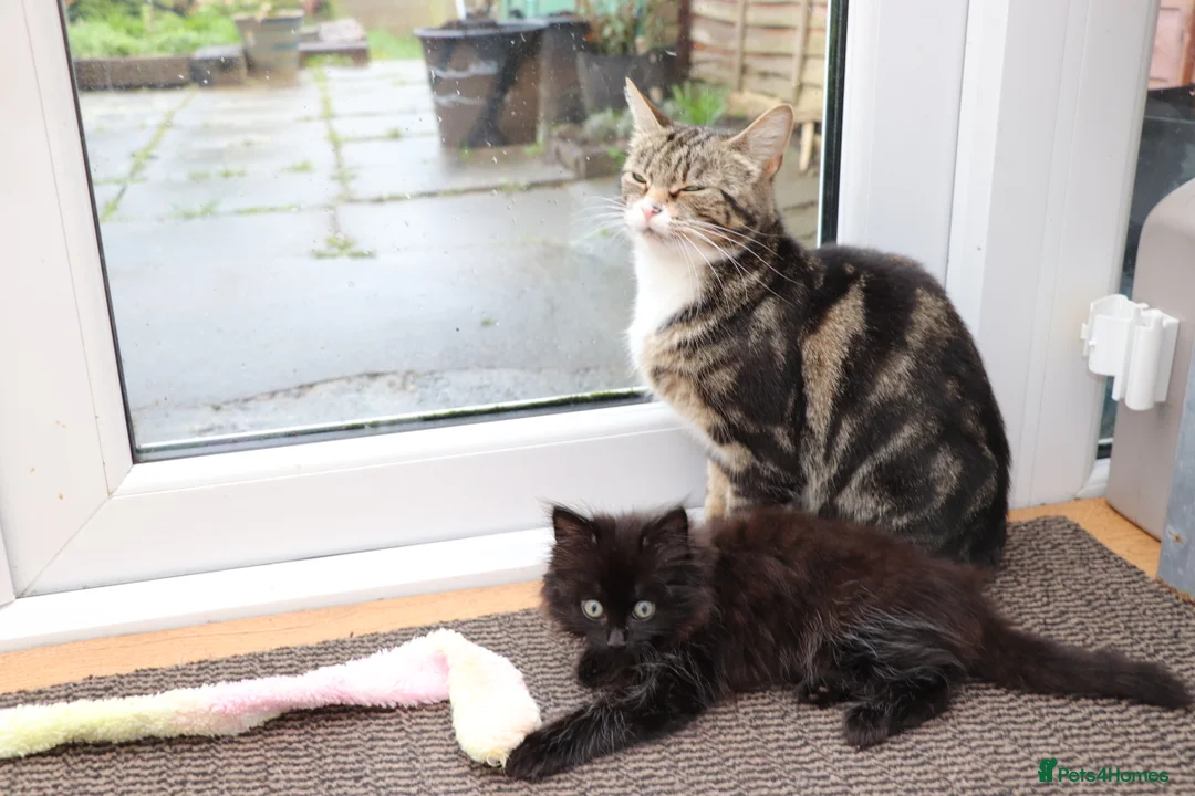 Mixed Breed cats for sale: Black Girl  - Advert 2