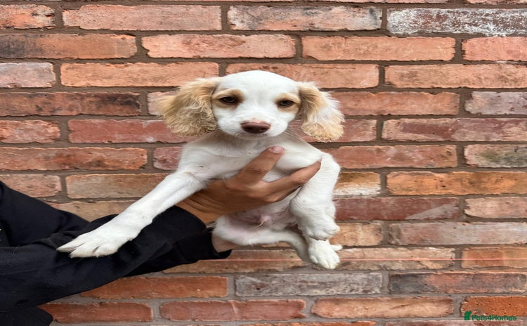 Cockapoo dogs in Kidderminster - Advert 6
