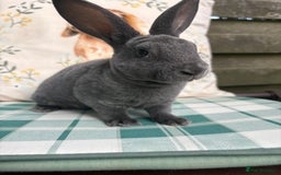 Rex rabbits for sale: Gorgeous mini Rex rabbits  - Image 4