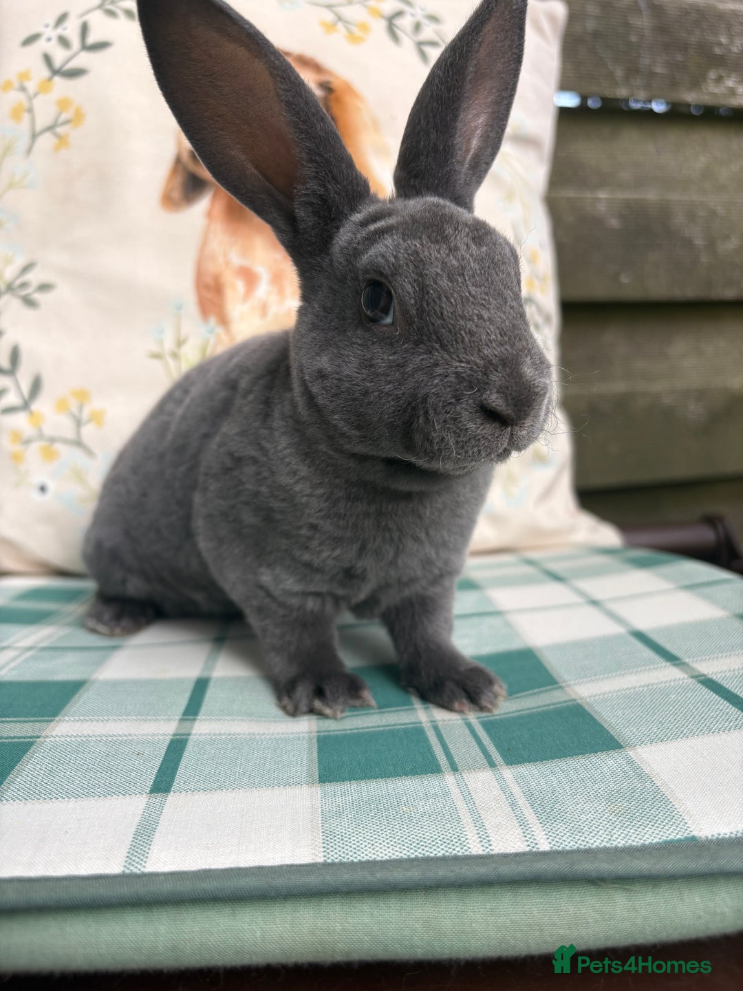Rex rabbits for sale: Gorgeous mini Rex rabbits  - Image 4