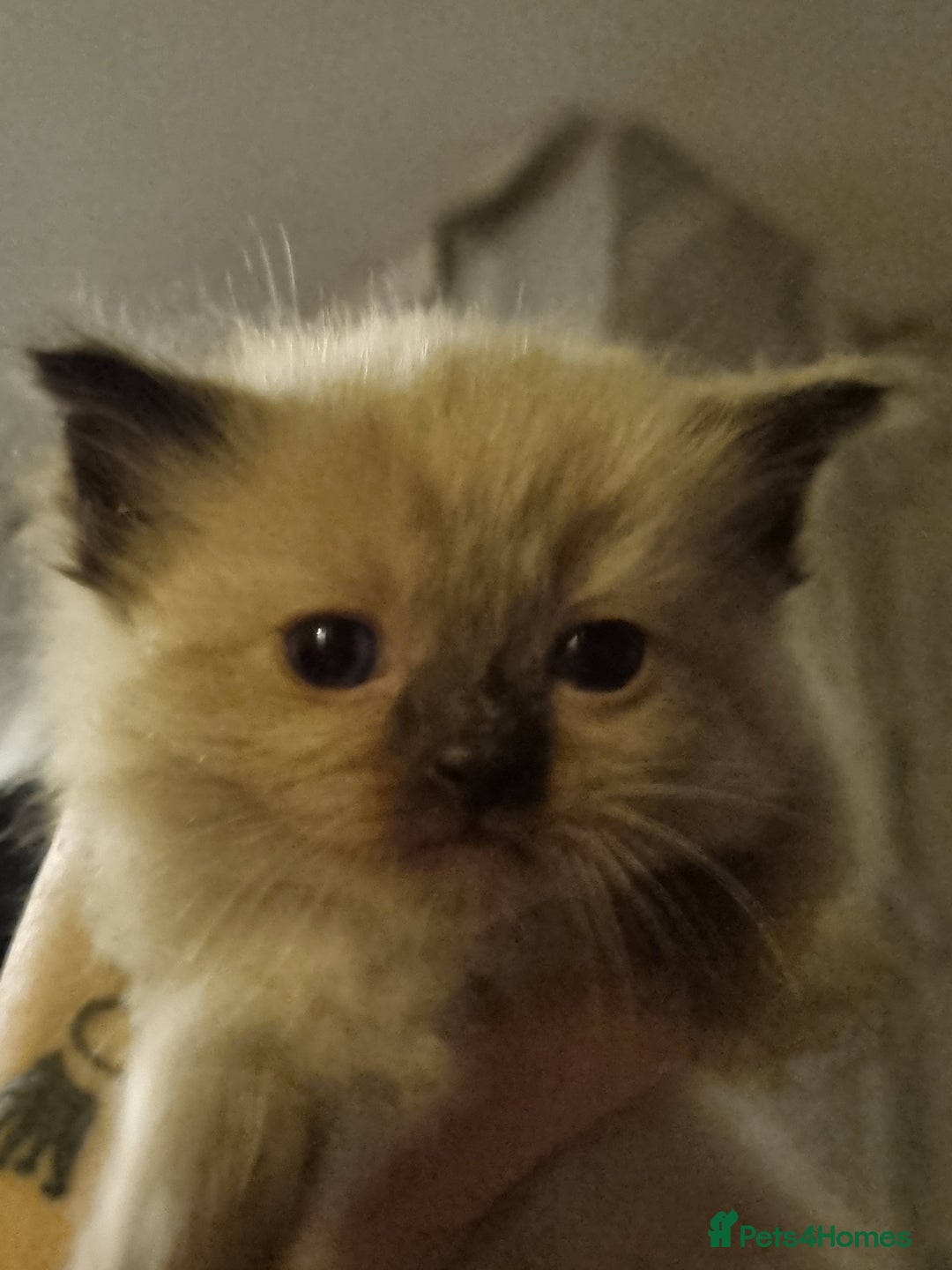 Ragdoll cats for sale: Ragdoll kittens  - Advert 2