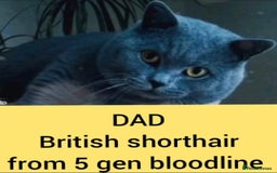 British Shorthair cats for sale: British short hair  - Image 6