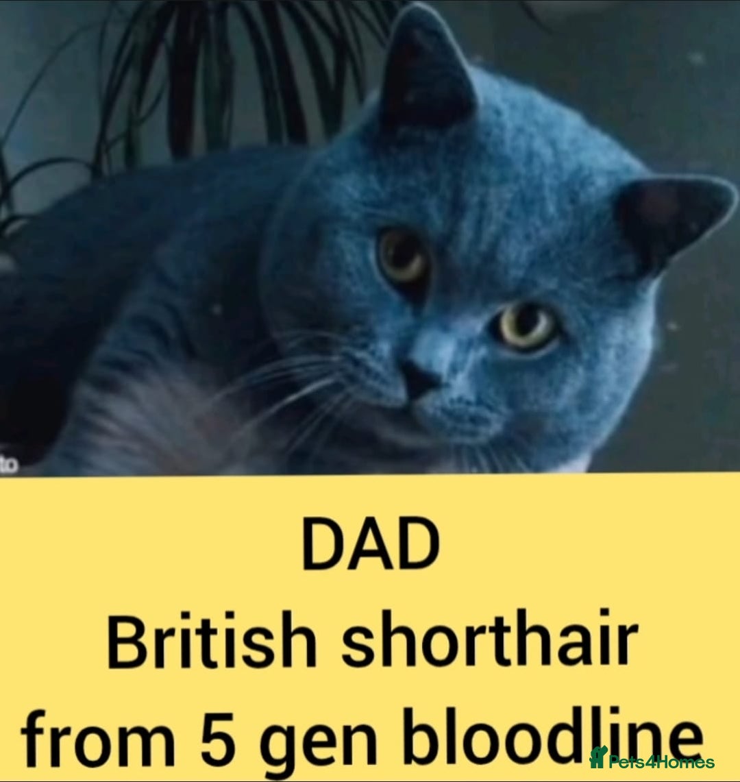 British Shorthair cats for sale: British short hair  - Image 6