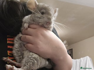 Chinchilla rodents - Advert 32