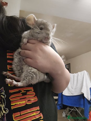 Chinchilla rodents Male and female Chinchilla for sale - Advert 5