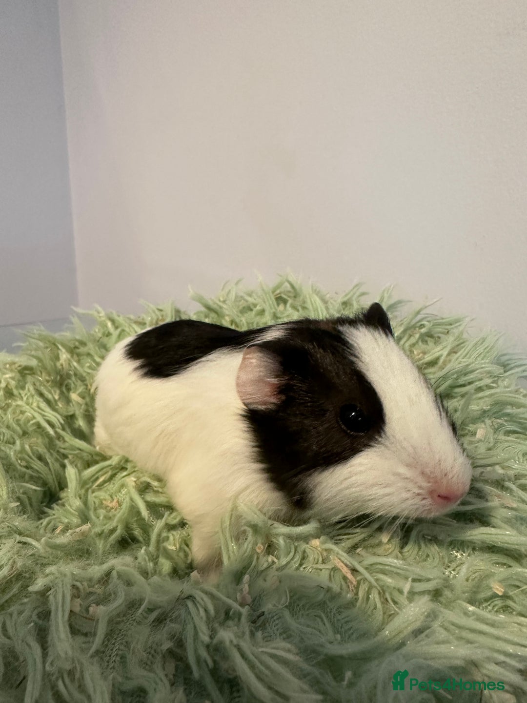 Guinea Pig rodents for sale: Two brother guinea pigs  - Advert 2