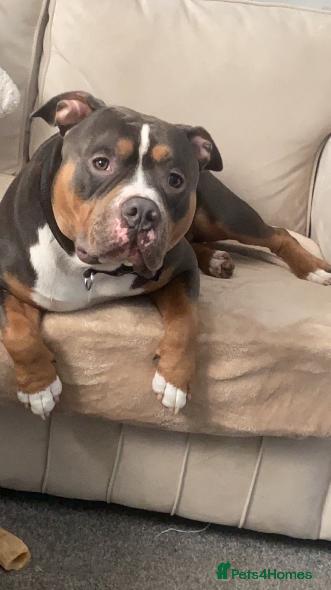 American Bully dogs for stud: Pocket bully for stud - Advert 8