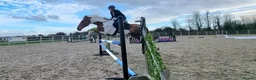 English Thoroughbred horses for sale: prince for sale. in Llantwit Major - Advert 9