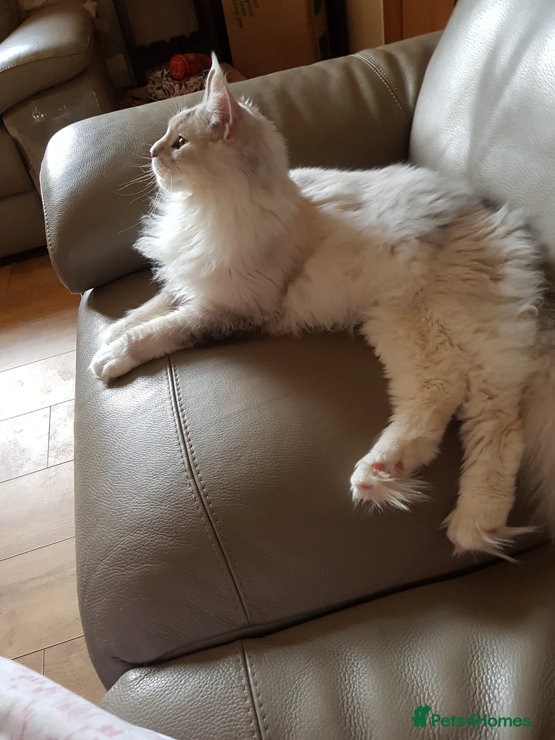 Maine Coon cats for sale: TICA registered Maine coons  - Advert 5