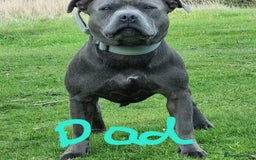 Staffordshire Bull Terrier dogs for sale: Blue Staffies Kc Registered - Image 13