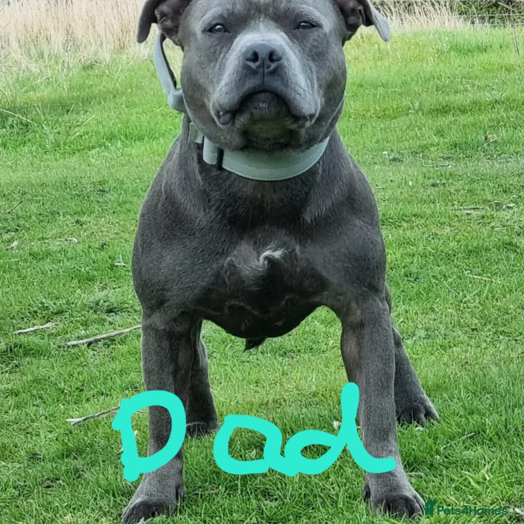 Staffordshire Bull Terrier dogs for sale: Blue Staffies Kc Registered - Image 13