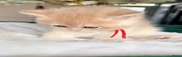 British Shorthair cats for sale: 2 blue golden kittens  - Advert 12