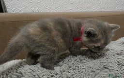 British Shorthair cats for sale: Beautiful BSH Kittens  - Advert 7