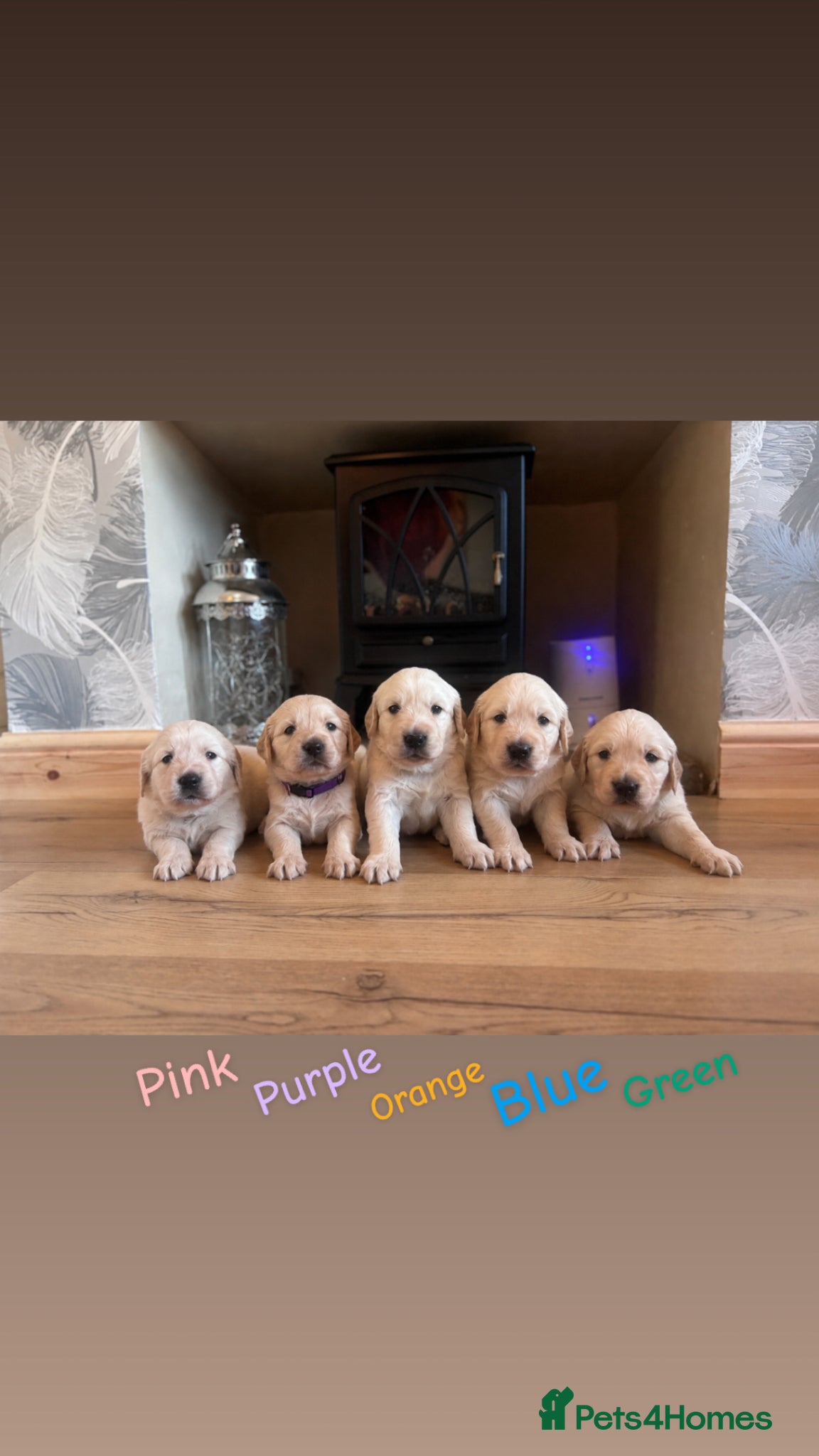 Golden Retriever dogs Golden retriever puppies🩷🩵 - Advert 13