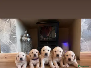 Golden Retriever dogs Golden retriever puppies🩷🩵 - Advert 13