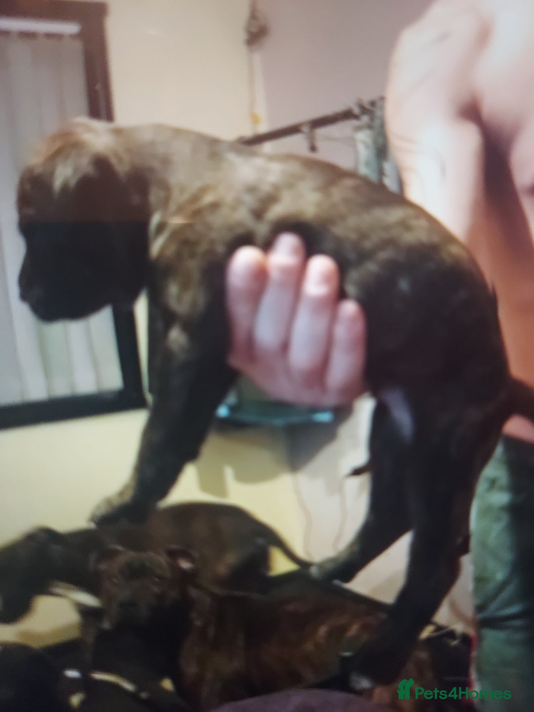 Staffordshire Bull Terrier dogs for sale: 1 male staffy puppy for sale  - Advert 3