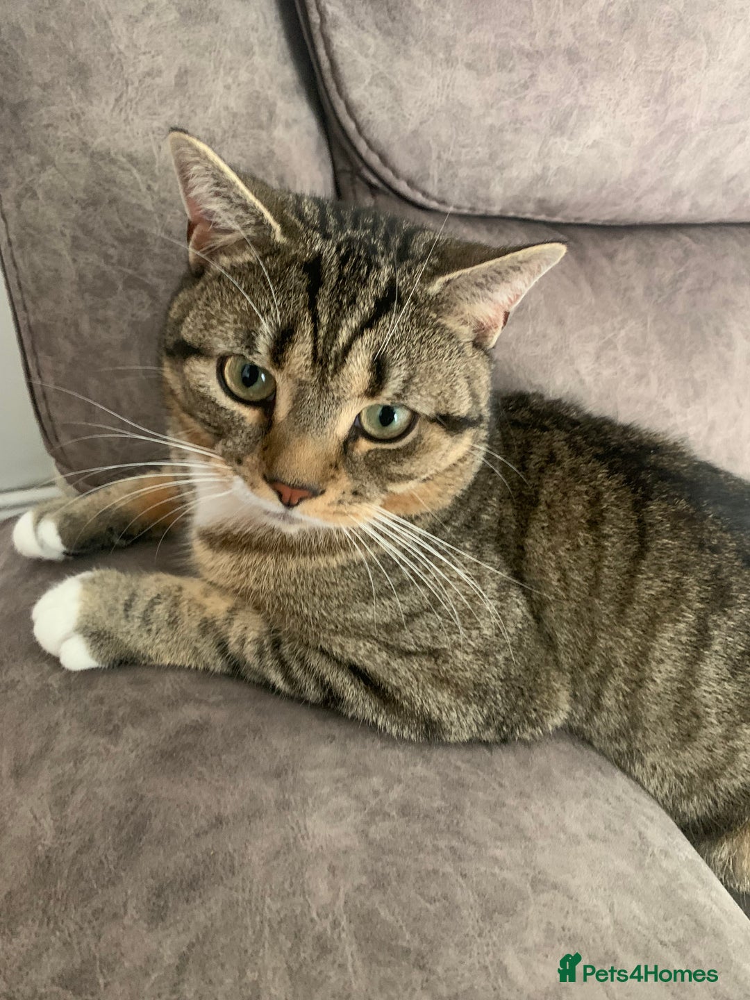 British Shorthair cats for sale: Tabby British Shorthair Cat - Image 2