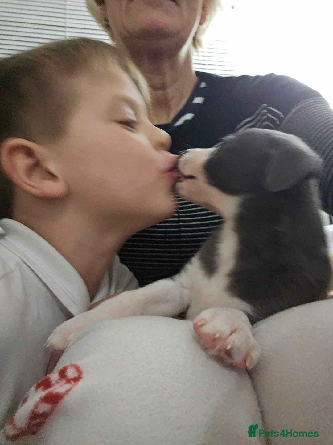 Whippet dogs for sale: KENNEL CLUB WHIPPETS  - Advert 27