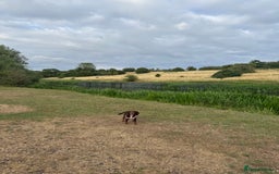Cocker Spaniel dogs for sale: Loving Home Wanted for Beautiful Olive (WCS Puppy) - Image 7