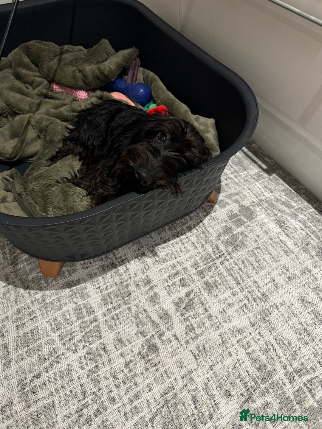 Miniature Dachshund dogs for sale: KC reg Female Wire Haired Mini Dachshund  - Advert 3