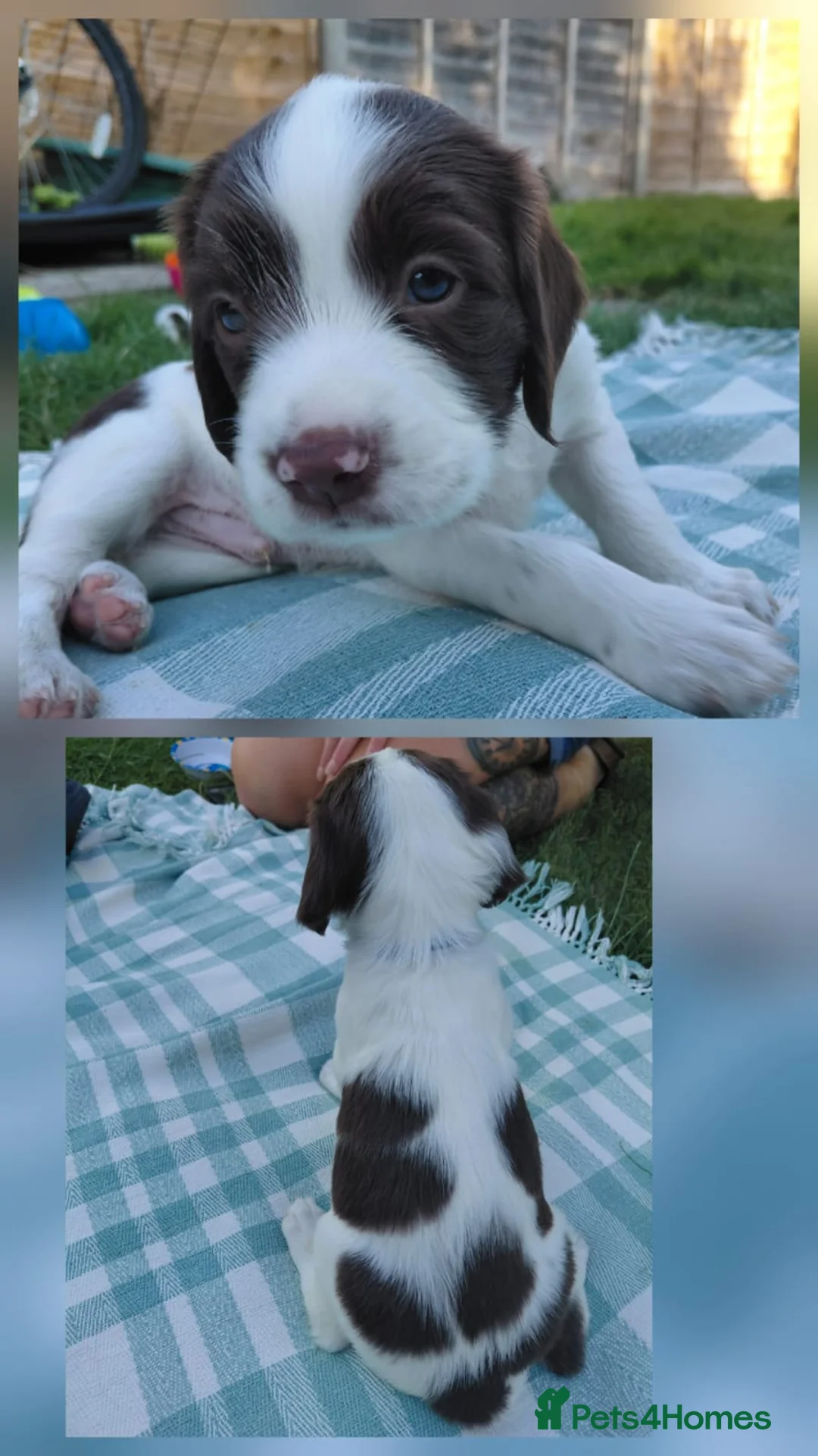 English Springer Spaniel dogs for sale: English springer spaniel pups - Advert 15
