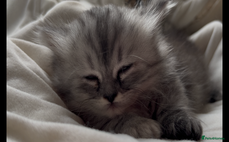Munchkin cats - Advert 6
