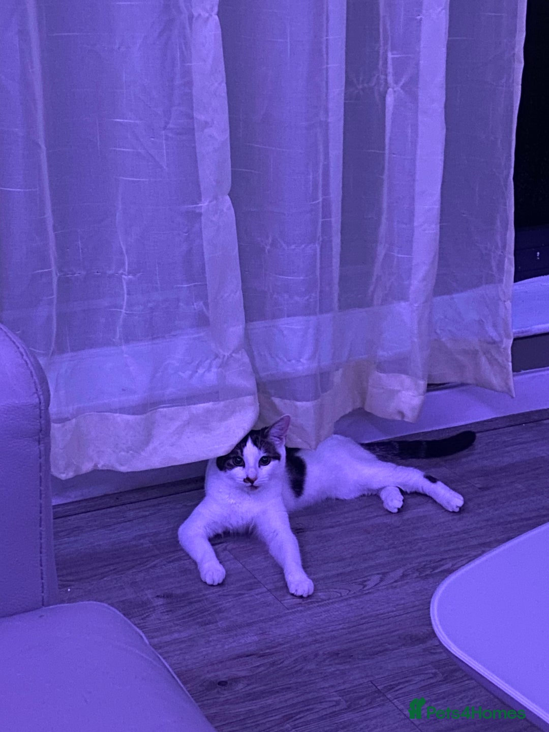 Mixed Breed cats for sale: Beautiful cat half breed (female) - Advert 4