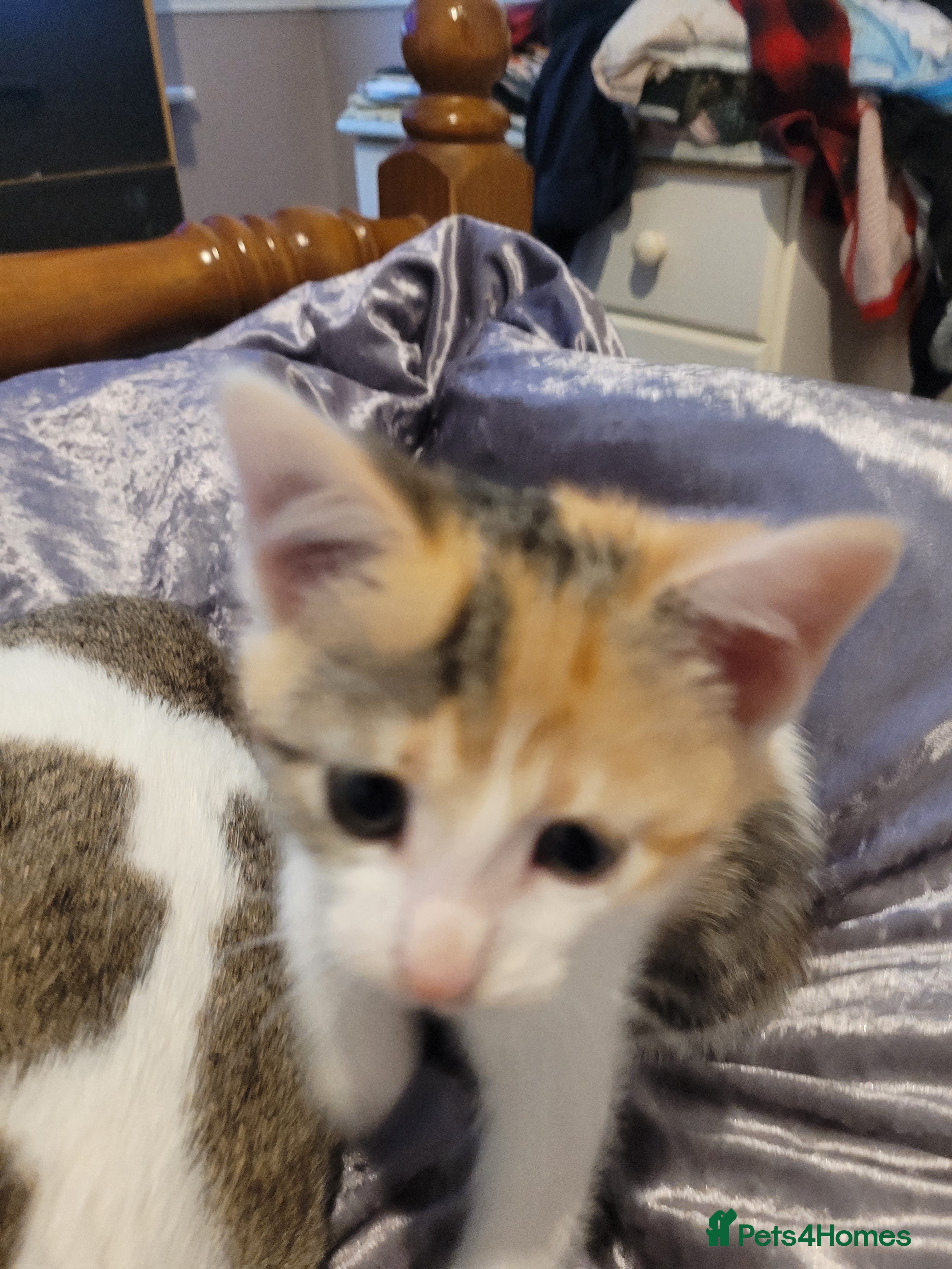 Mixed Breed cats 2 girls and one boy kittens - Advert 3