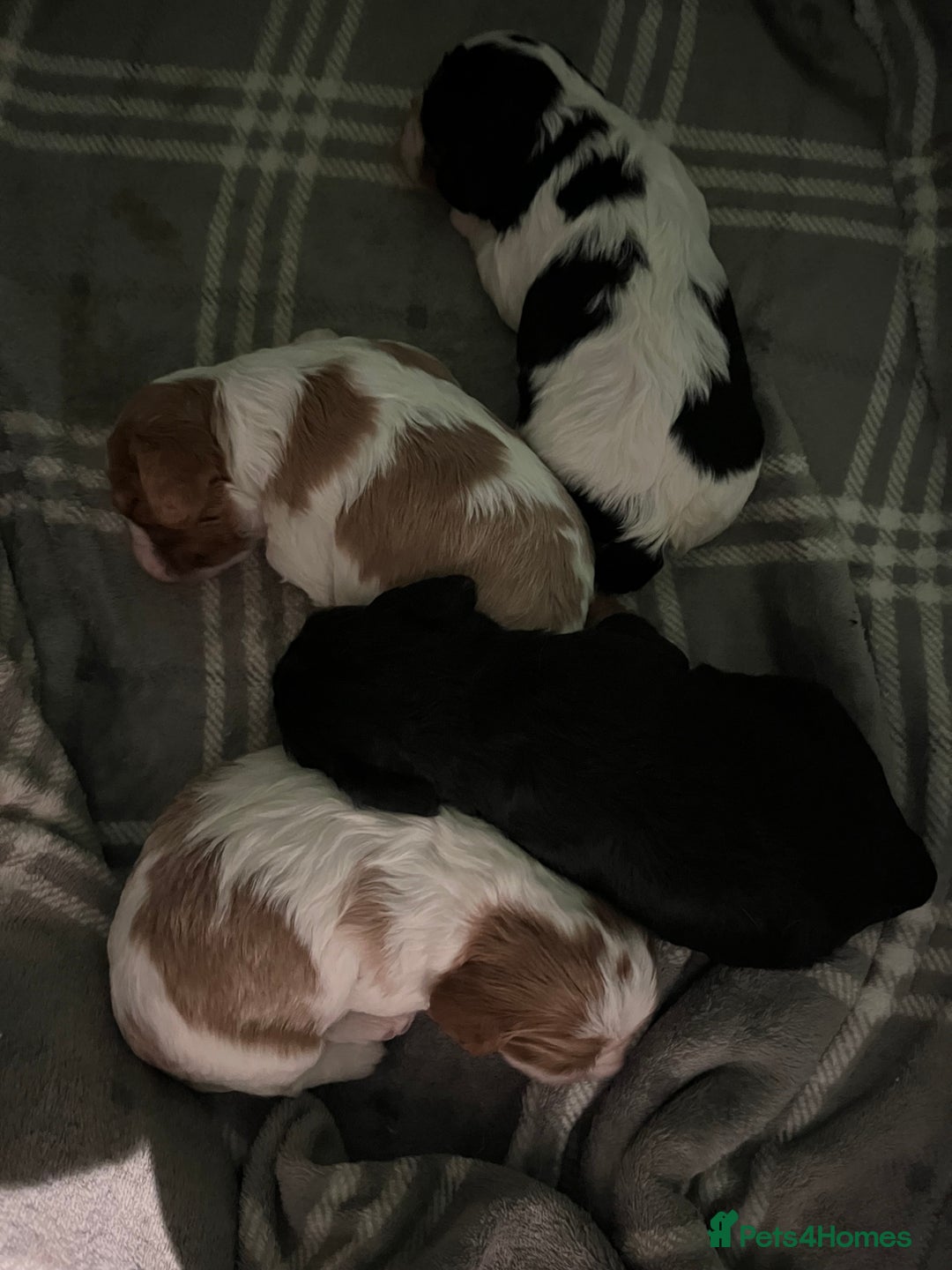 Cavalier King Charles Spaniel dogs for sale: Cavalier King Charles puppy’s  - Advert 17