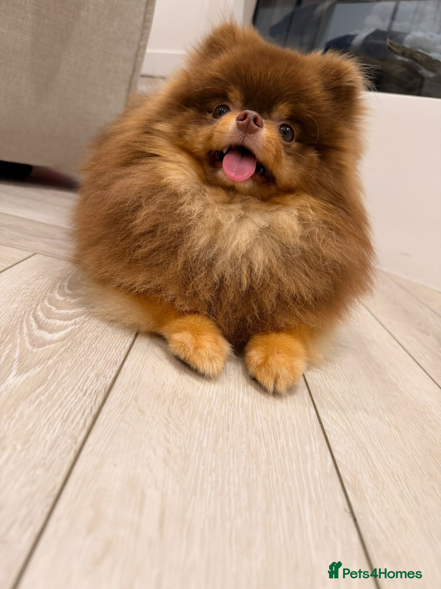 Pomeranian dogs Chocolate and tan Pomeranian  - Advert 12