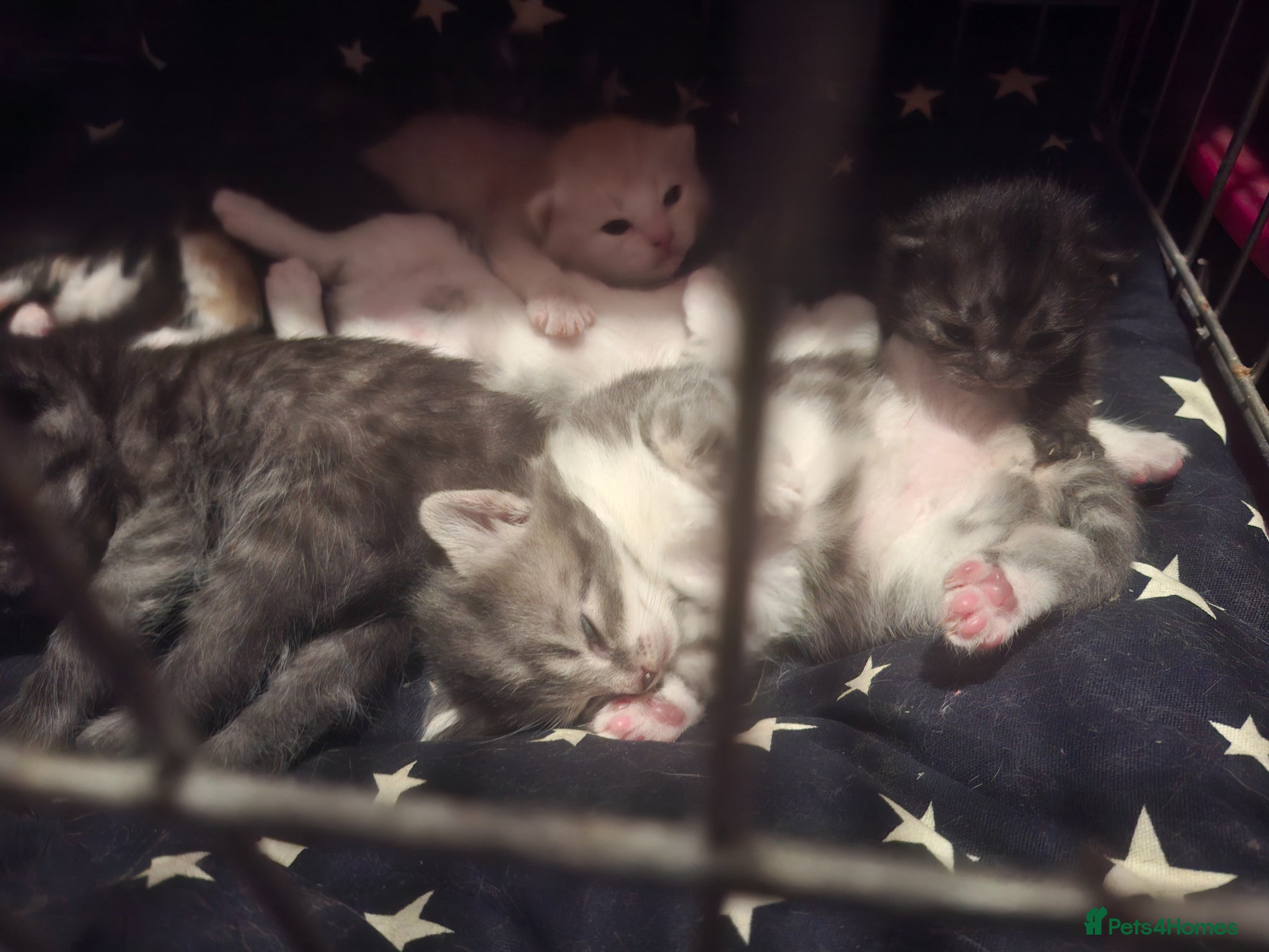 Mixed Breed cats 10 gorgeous kittens - Advert 16