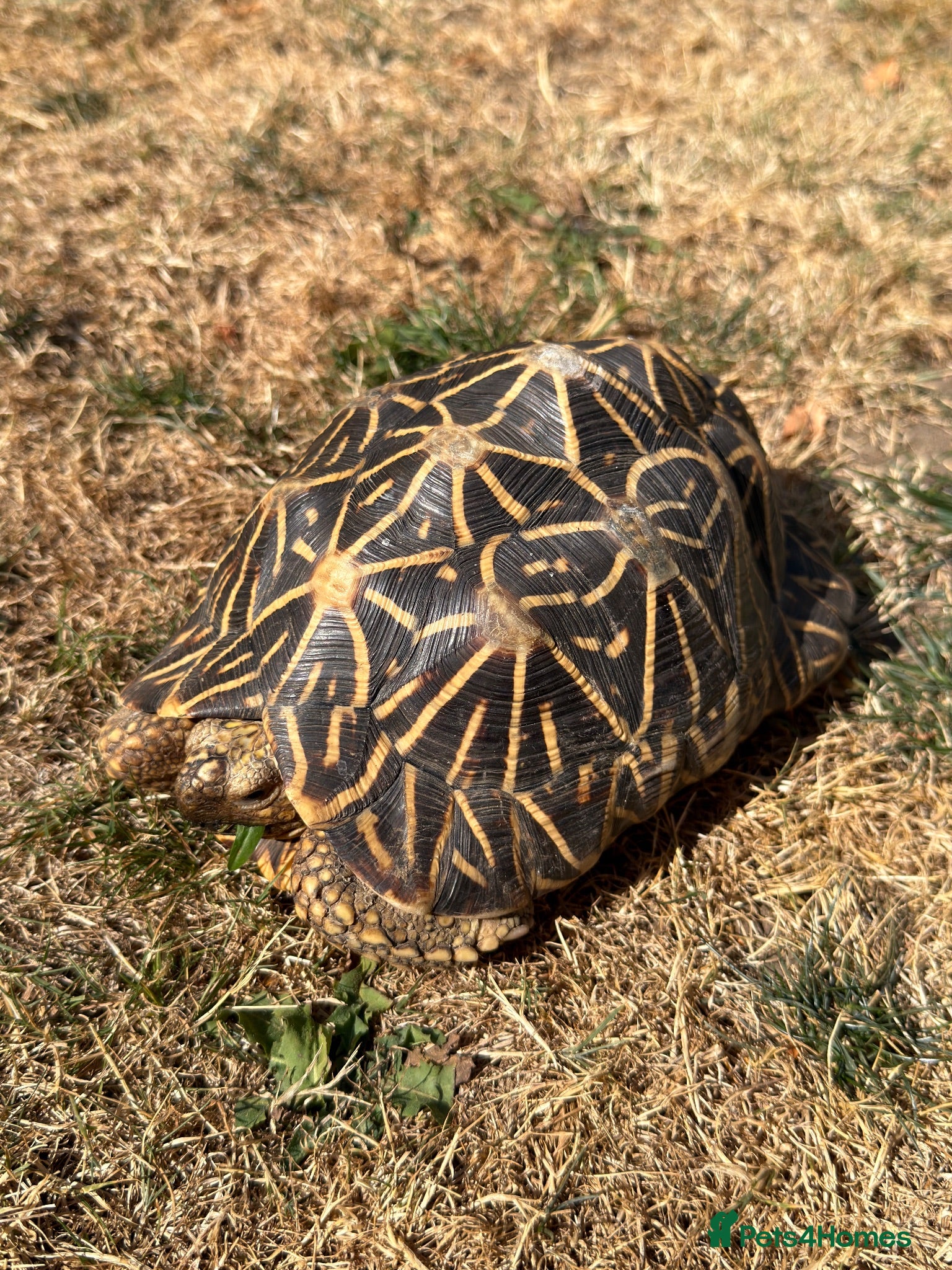 Tortoise reptiles Indian Star Tortoise around 12-14 years old - Advert 2