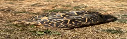 Tortoise reptiles for sale: Indian Star Tortoise around 12-14 years old in Newport Pagnell - Advert 1