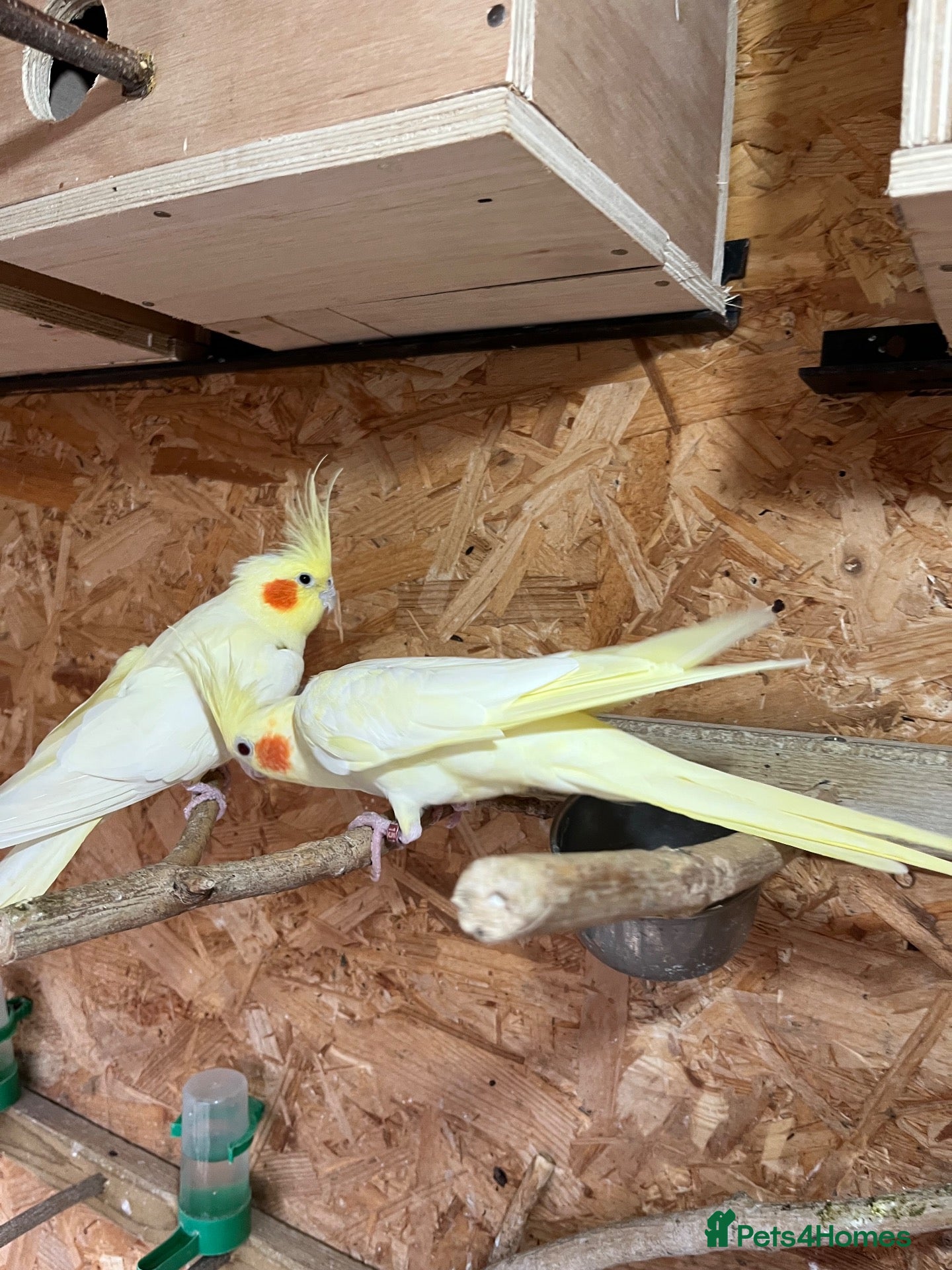 Cockatiels birds Beautiful Lutino cockatiels tame 🐦❤️ - Advert 1