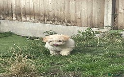 Toy Poodle dogs for sale: BOBBY THE POODLE LOOKING FOR ITS FOREVER HOME  - Image 3