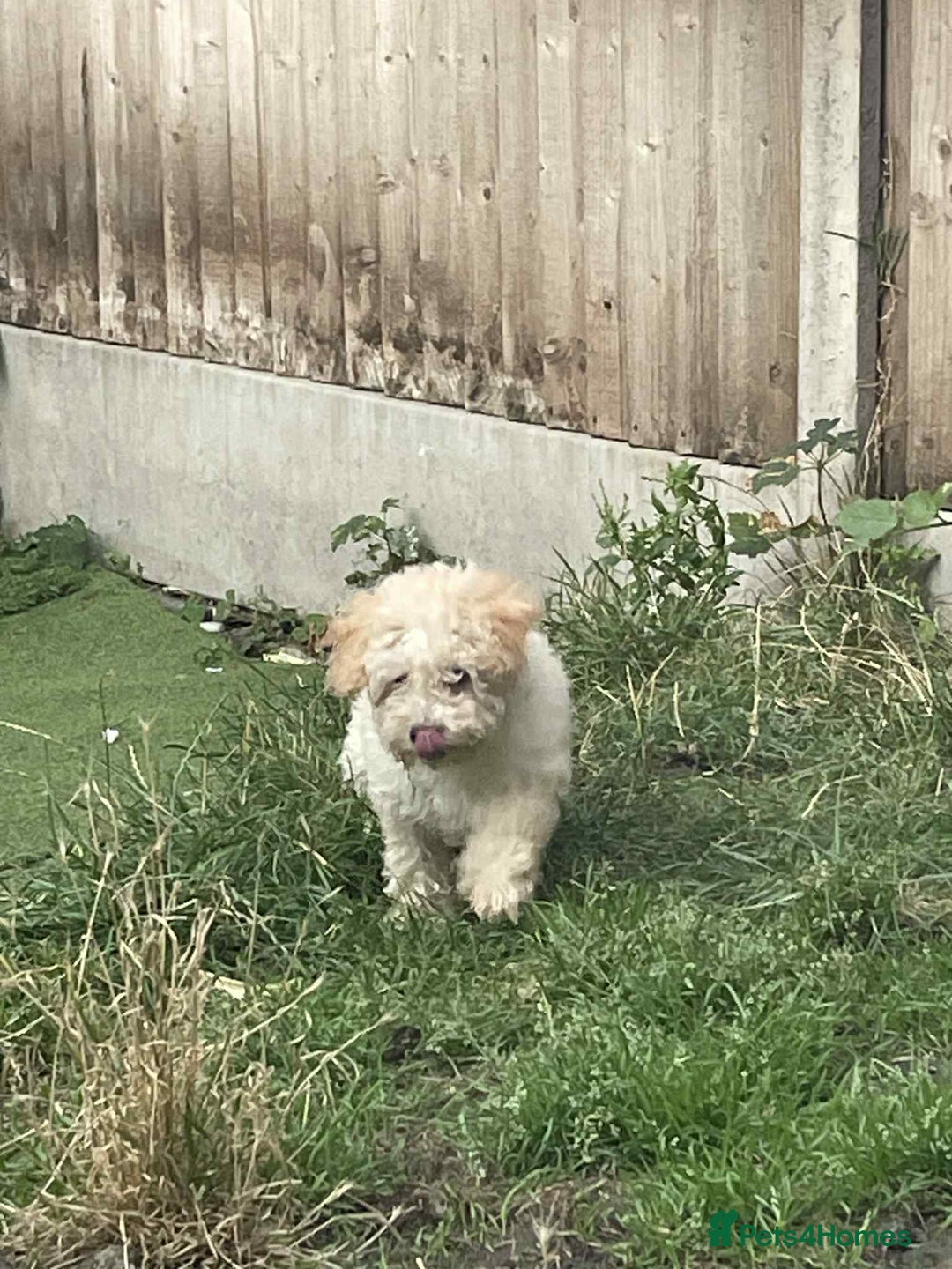 Toy Poodle dogs for sale: BOBBY THE POODLE LOOKING FOR ITS FOREVER HOME  - Image 3