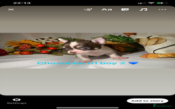 Chihuahua dogs for sale: Tiny chihuahua puppies  - Image 18