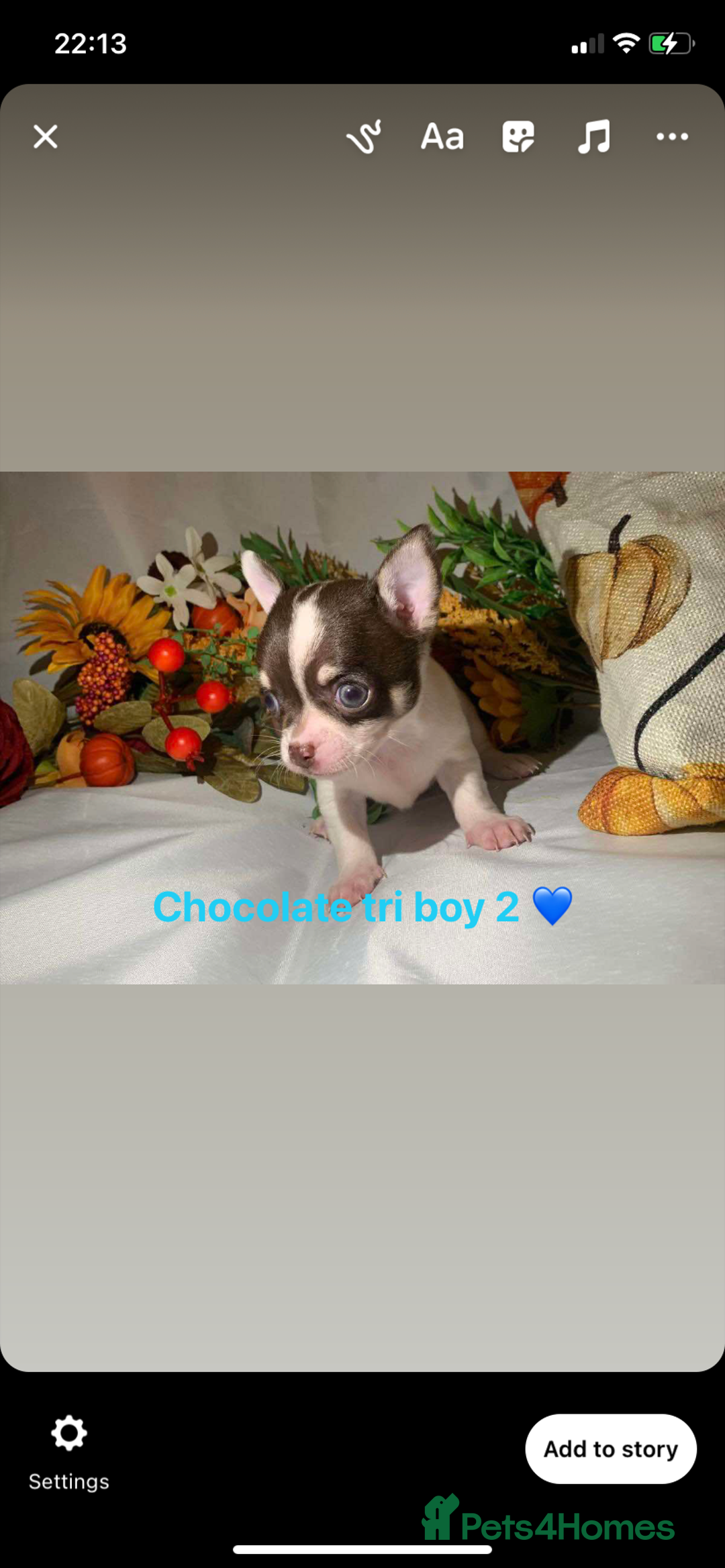 Chihuahua dogs for sale: Tiny chihuahua puppies  - Image 18