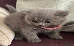 British Shorthair cats for sale: pedigree GCCF kittens available in 2 weeks time! - Image 4